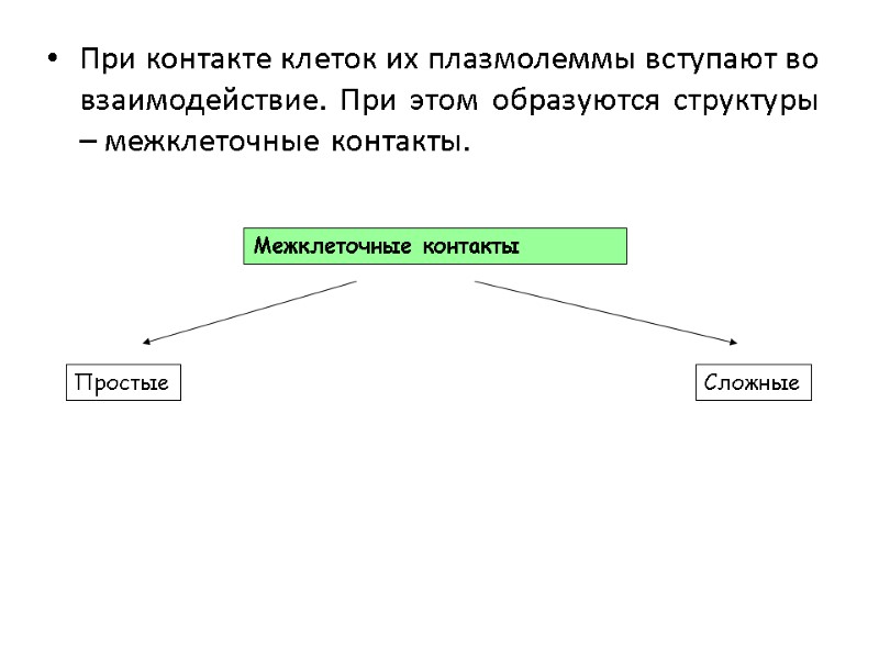 При контакте клеток их плазмолеммы вступают во взаимодействие. При этом образуются структуры – межклеточные